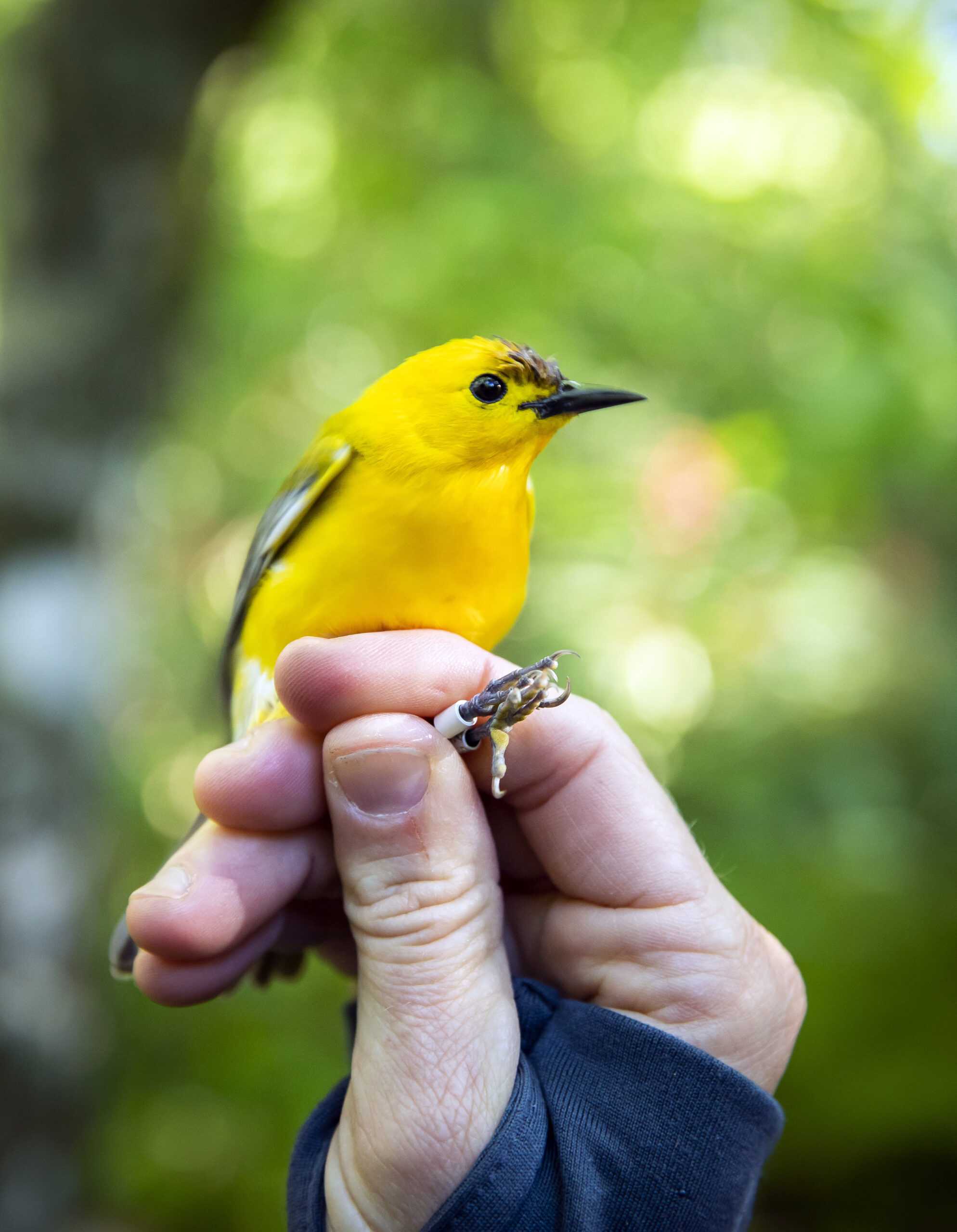 Bluebonnet Swamp: A center for warbler research