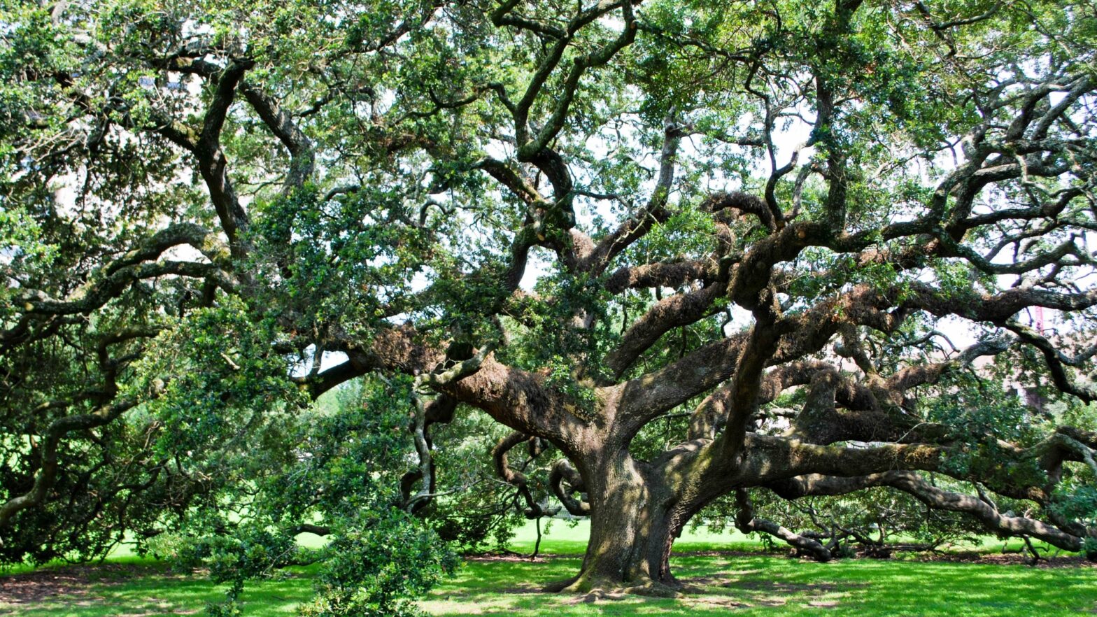Live Oak Tree